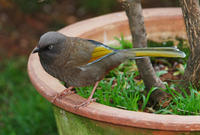 Image of: Garrulax elliotii (Elliot's laughingthrush)