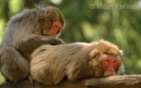 Macaca fuscata - Japanese Macaque