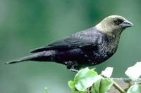 Image of: Molothrus ater (brown-headed cowbird)