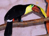 Image of: Ramphastos ambiguus (black-mandibled toucan)