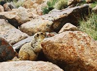 Marmota himalayana - Himalayan Marmot