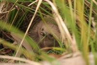 Tachyglossus aculeatus - Short-beaked Echidna