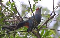 Image of: Rhopodytes sumatranus (chestnut-bellied malkoha)