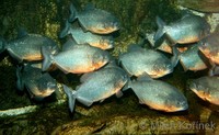 Pygocentrus nattereri - Red Bellied Piranha