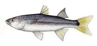 Image of: Agonostomus monticola (mountain mullet)