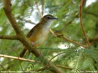 Abbott's Babbler - Malacocincla abbotti