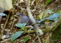 Tickell's Thrush - Turdus unicolor