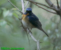 Blue-throated Flycatcher - Cyornis rubeculoides