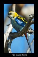 Pale-headed Rosella