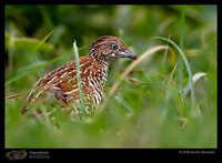 Barred Buttonquail - Turnix suscitator