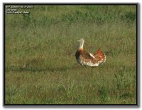 Great Bustard - Otis tarda