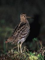 Great Snipe - Gallinago media