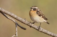 Whinchat (Saxicola rubetra) photo