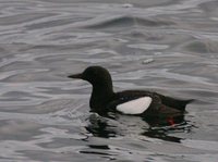 Black Guillemot - Cepphus grylle