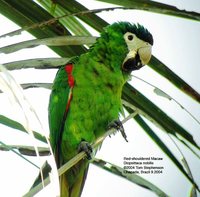 Red-shouldered Macaw - Diopsittaca nobilis