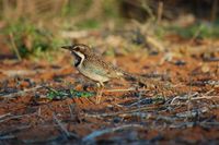 Long-tailed Ground-Roller - Uratelornis chimaera