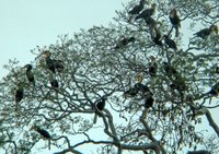 Plain-pouched Hornbill - Aceros subruficollis