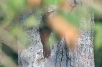 Hoffman's Woodcreeper - Dendrocolaptes hoffmannsi