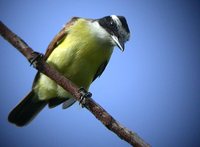 Great Kiskadee - Pitangus sulphuratus