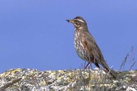 Redwing - Turdus iliacus