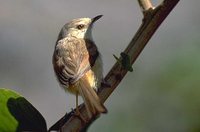 Tawny-flanked Prinia - Prinia subflava