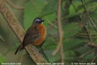 Archer's Robin-Chat - Cossypha archeri