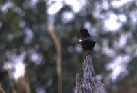 Sooty Chat - Myrmecocichla nigra