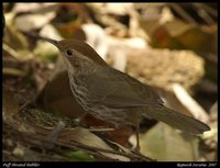 Puff-throated Babbler - Pellorneum ruficeps