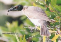 Noisy Friarbird - Philemon corniculatus