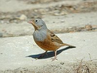 Cretzschmar's Bunting - Emberiza caesia