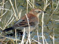 Rusty Blackbird - Euphagus carolinus