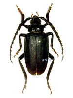 톱하늘소 - Prionus insularis