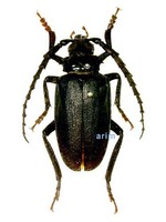 톱하늘소 - Prionus insularis