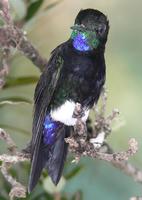 Gorgeted Puffleg