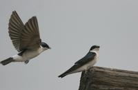 *NEW* White-rumped Swallow