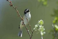 Black-capped Vireo, a Texas bird specialty