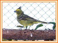 Cardenal amarillo green cardinal gubernatrix cristata.