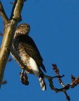 Goshawk I think