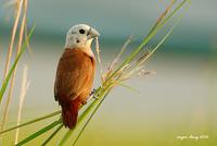 White-headed Munia