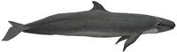 Kleiner Schwertwal (Pseudorca crassidens) False killer whale