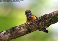 Gray-capped Woodpecker Dendrocopos canicapillus Tabin Wildlife Reserve, Sabah, Malaysia - 2004 ©...