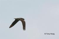 普通夜鷹  	Grey Nightjar  	Caprimulgus indicus