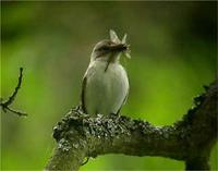 Male and female Pied Flycatcher with food for young at Bridges (Jim Almond) 11/6/05