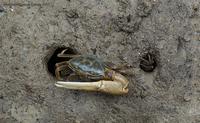 crab