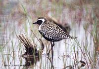 검은가슴물떼새 Pacific Golden Plover Pluvialis fulva