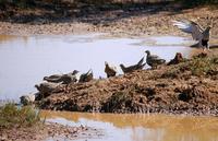 Pallas's Sandgrouse » Syrrhaptes paradoxus