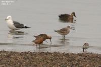 Limosa lapponica , 큰뒷부리도요 - Bar-tailed Godwit