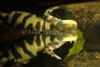 : Ambystoma tigrinum; Tiger Salamander