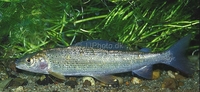 (Common) Grayling Thymallus thymallus