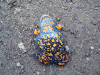 : Bombina bombina; Fire-bellied Toad